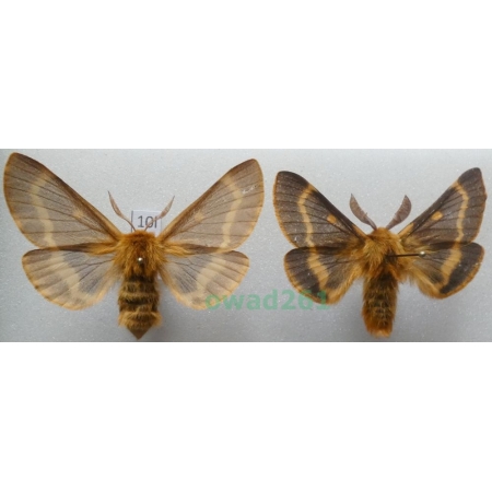 Lemonia dumi (Linnaeus, 1761) pair Czech10l